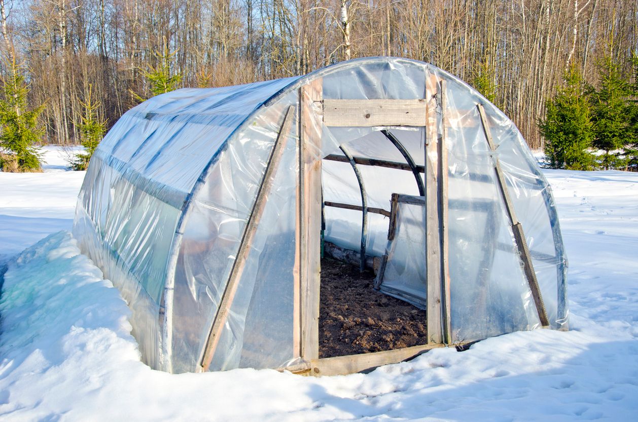 Growing cannabis in greenhouse during winter