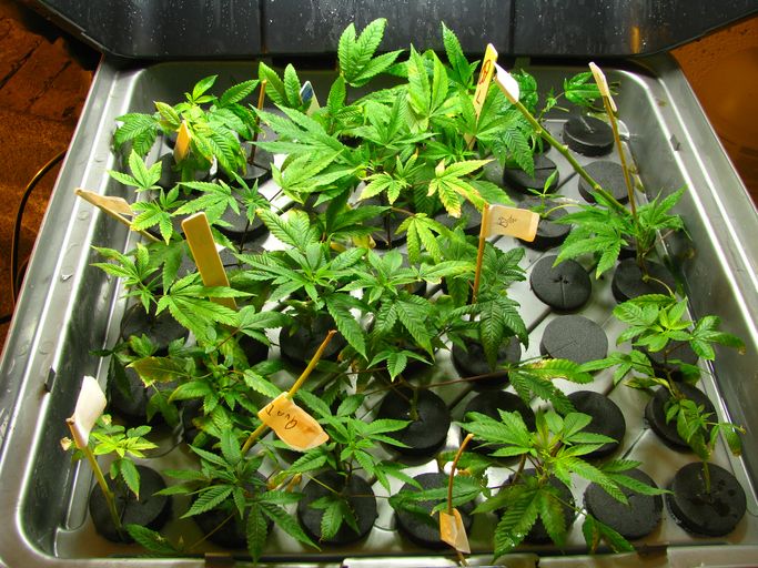 Why marijuana plant clones are a better investment than seeds