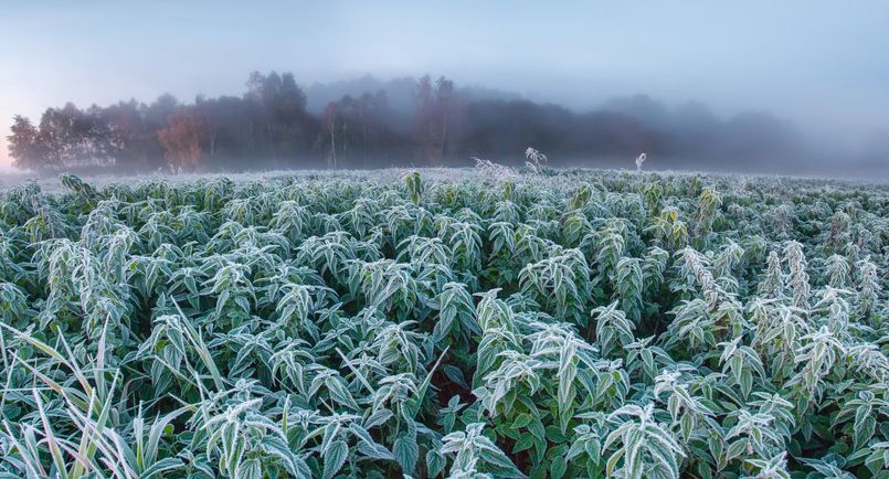 Weed strains that thrive in colder temperatures 