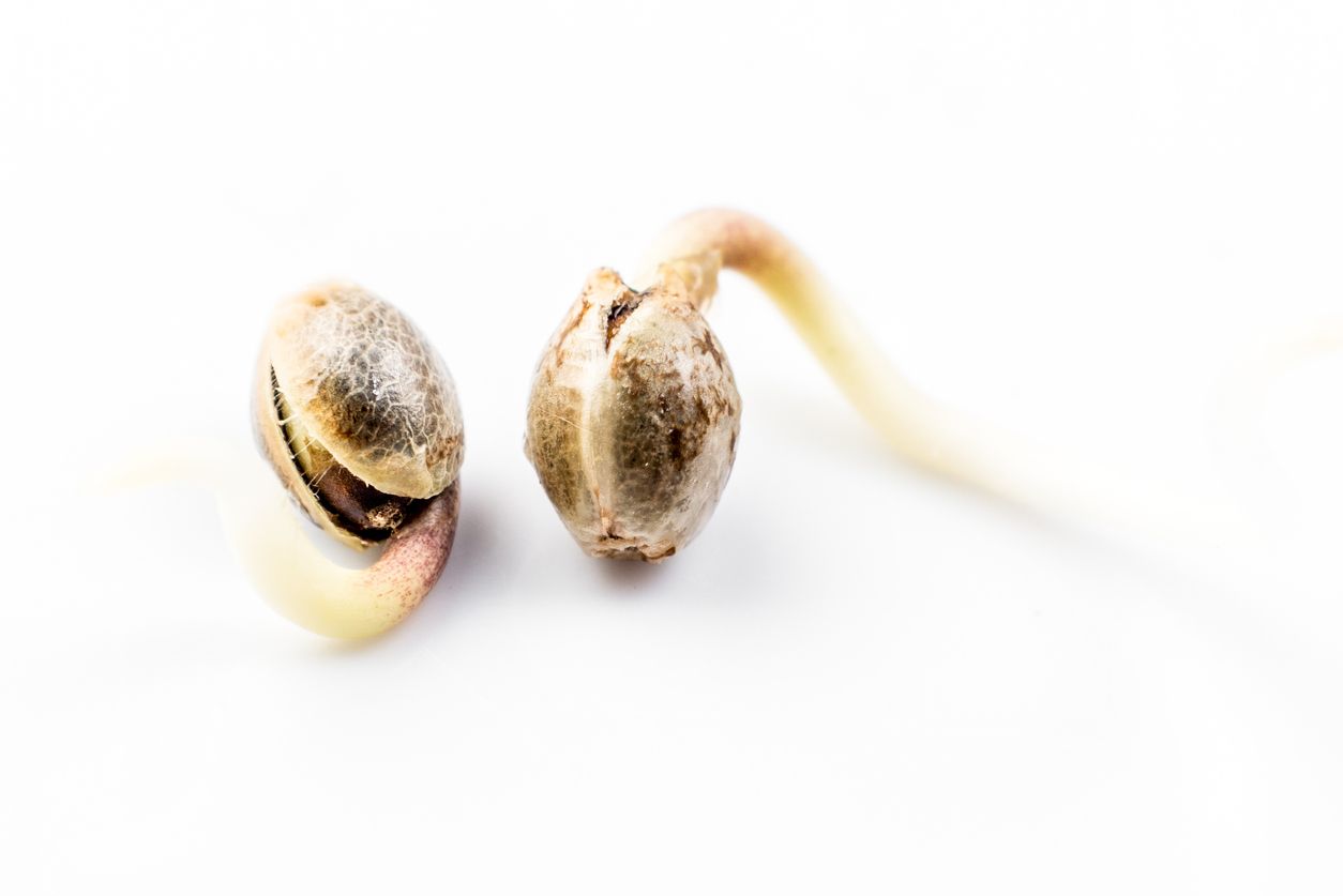 When to start germinating weed seeds