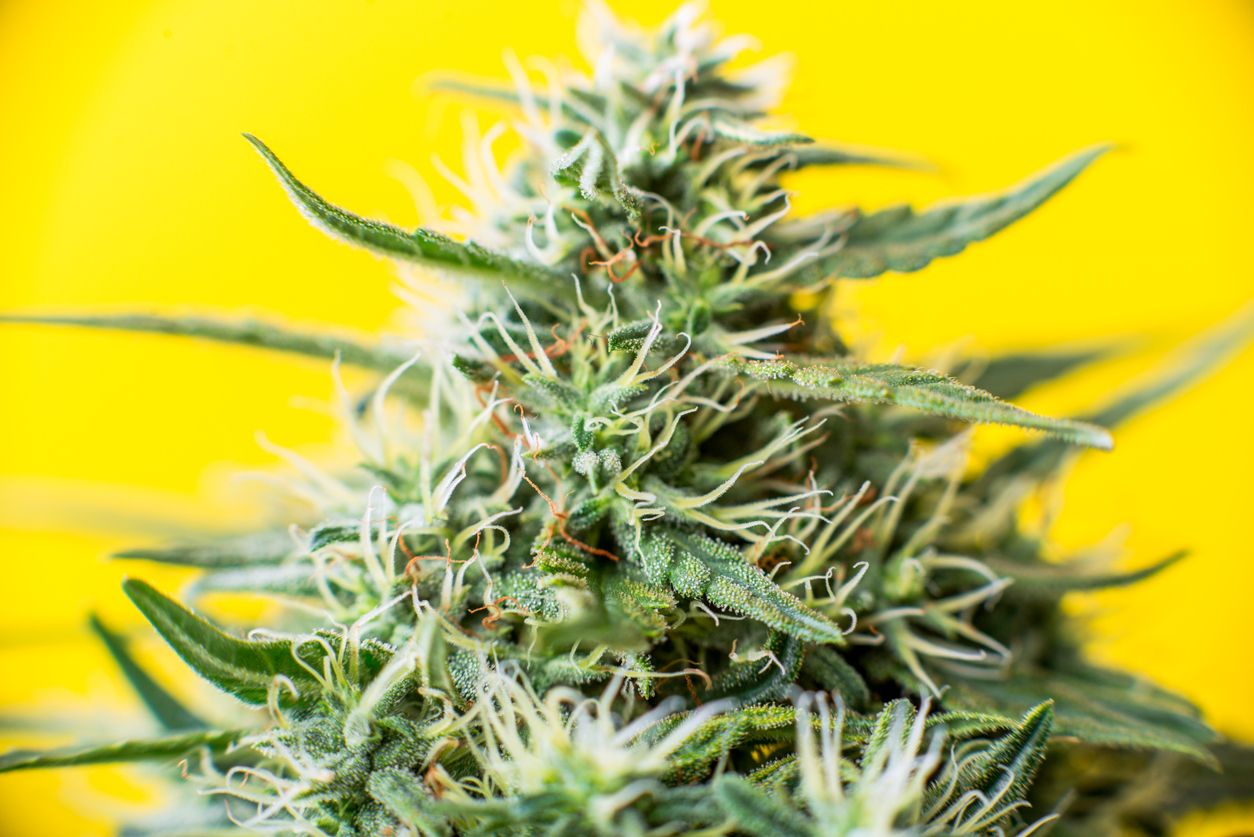 The facts and history about the Pineapple Express strain