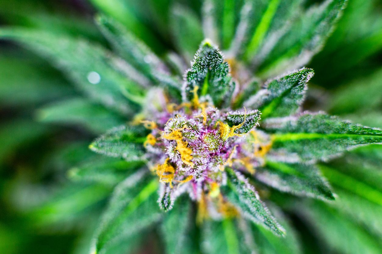 10 Best hybrid cannabis strains for a massive yield
