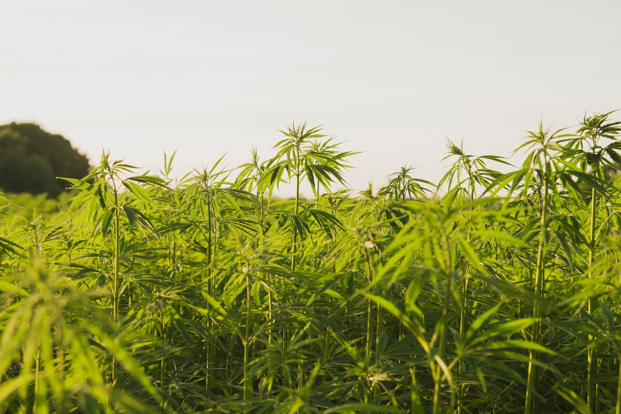 Did you know that some hemp growers require both male and female plants