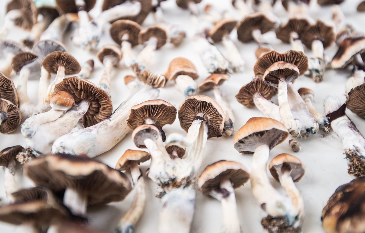 It would be safer for consumers if we legalized magic mushrooms