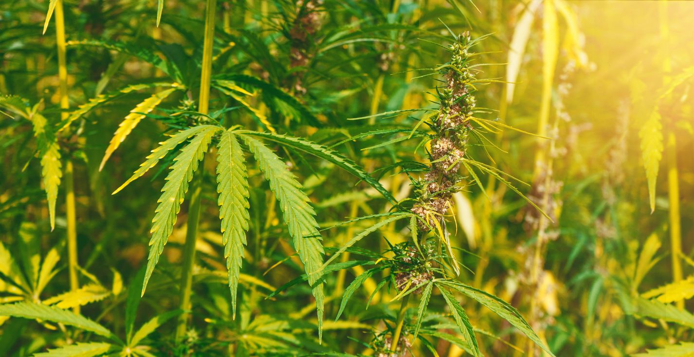 New trade deal ensures a steady flow of USgrown hemp to China