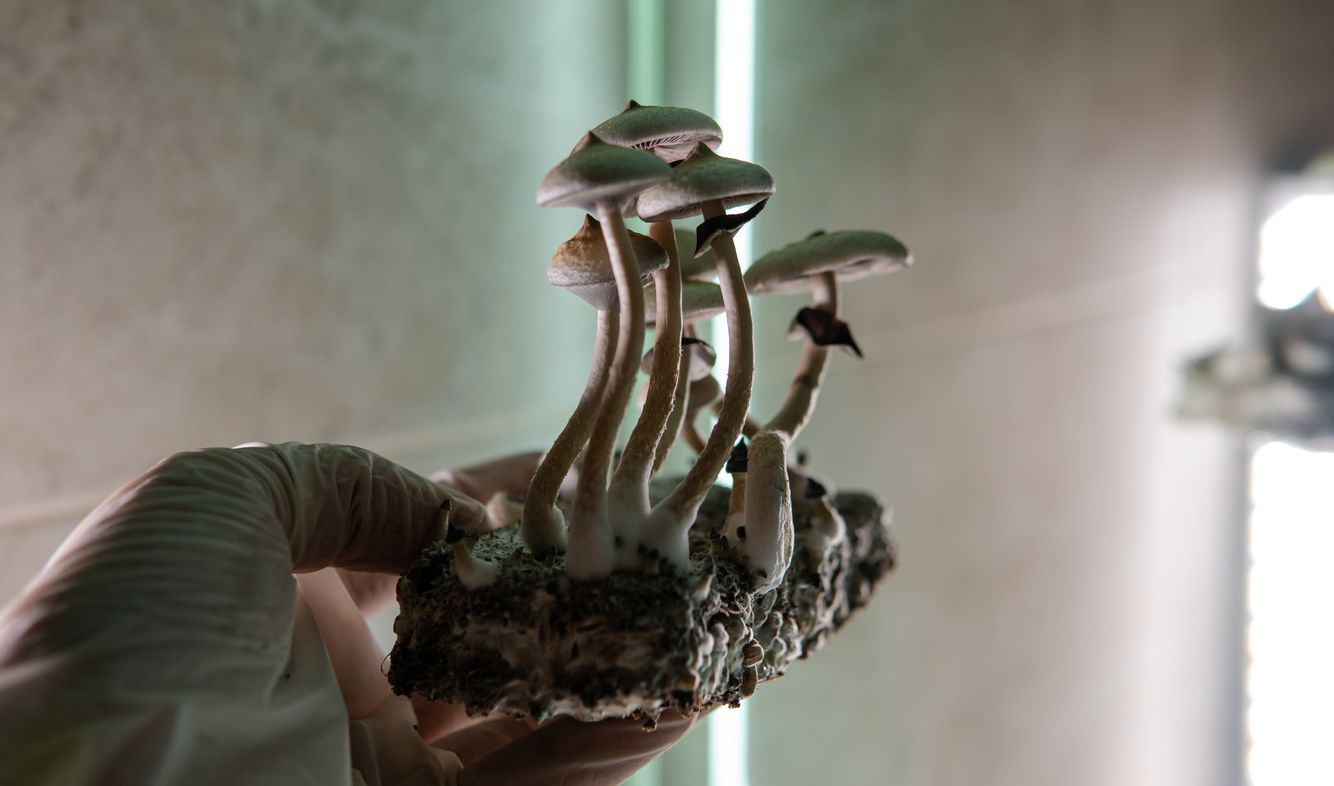 Study finds psilocybin to be 4x more effective than antidepressants 