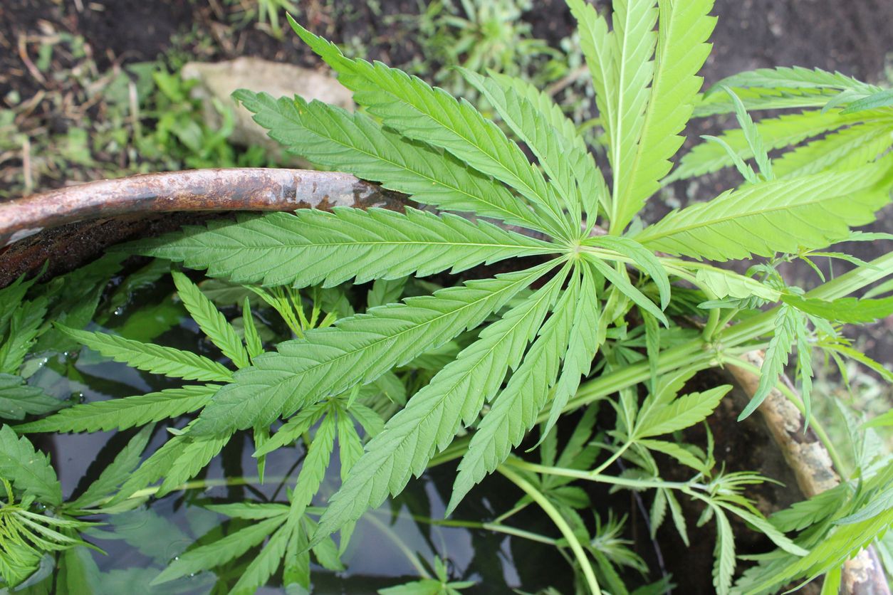 The biggest mistakes that people make when theyre growing marijuana