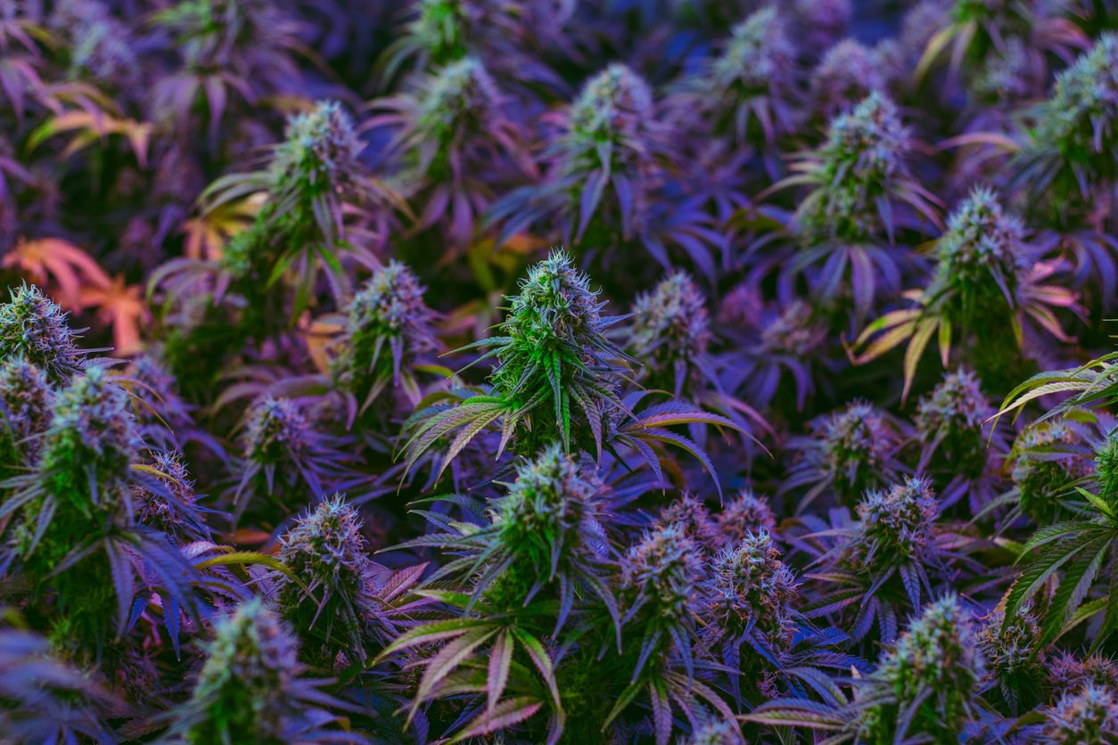 The eerie purple haze that lingered over Copperstates cannabis farm explained