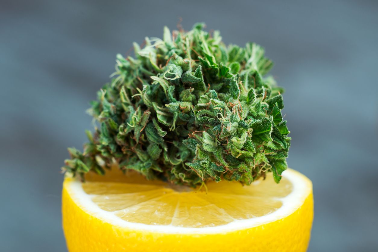 The most refreshing sour lemon weed strains