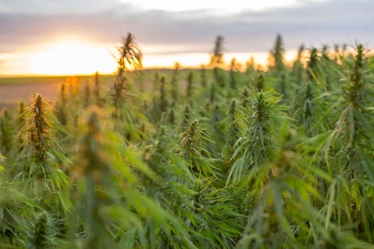 The trials and tribulations of becoming a hemp farmer in Canada