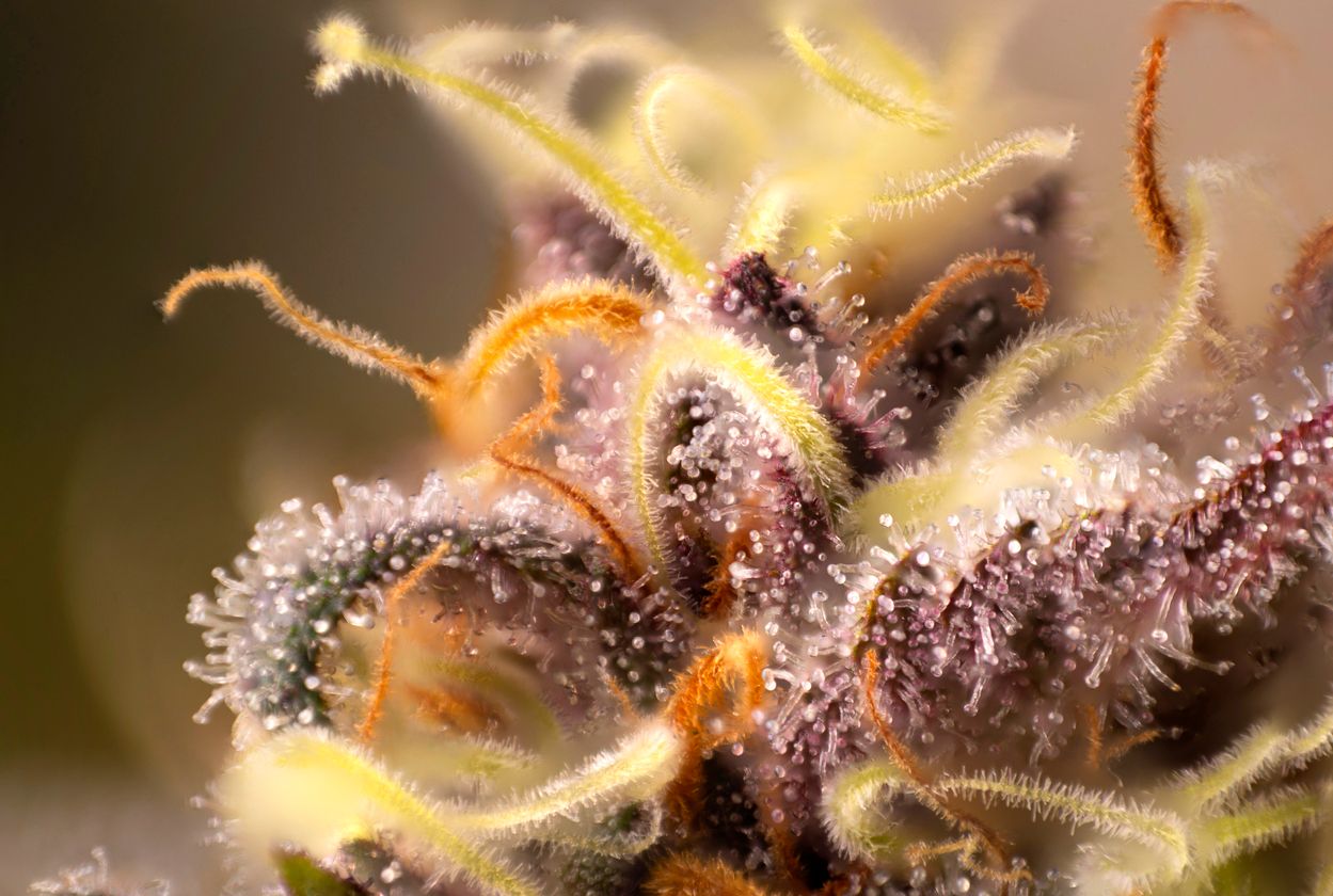 Things that every cannabis user should know about terpenes