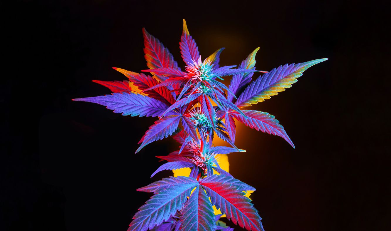 Tips and tricks for more vibrant cannabis plants and buds