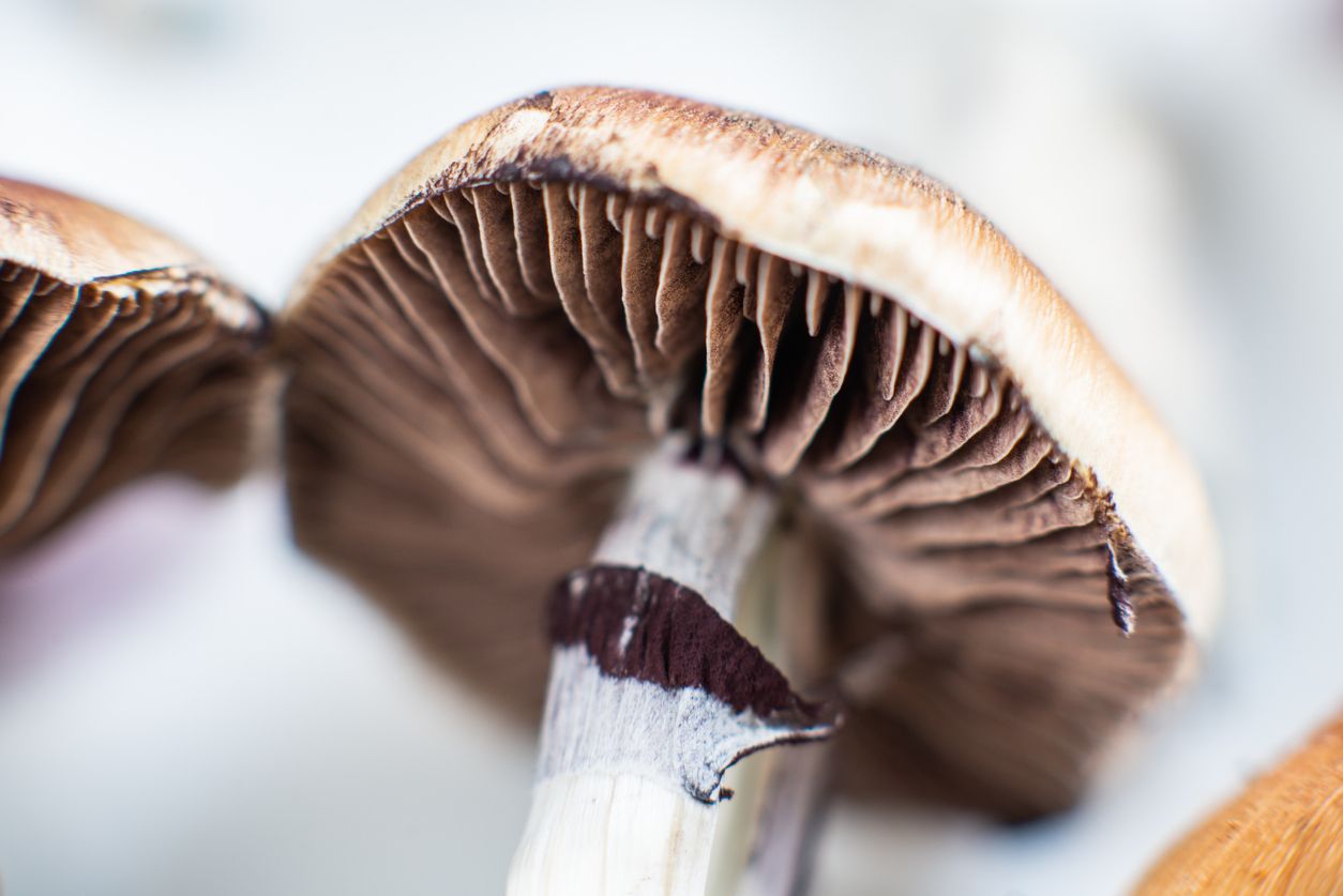 Tips and tricks for the best psilocybin experience possible 
