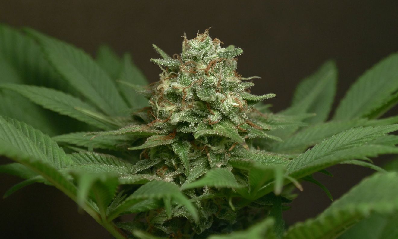 Unusual measures that could help you to grow better weed  