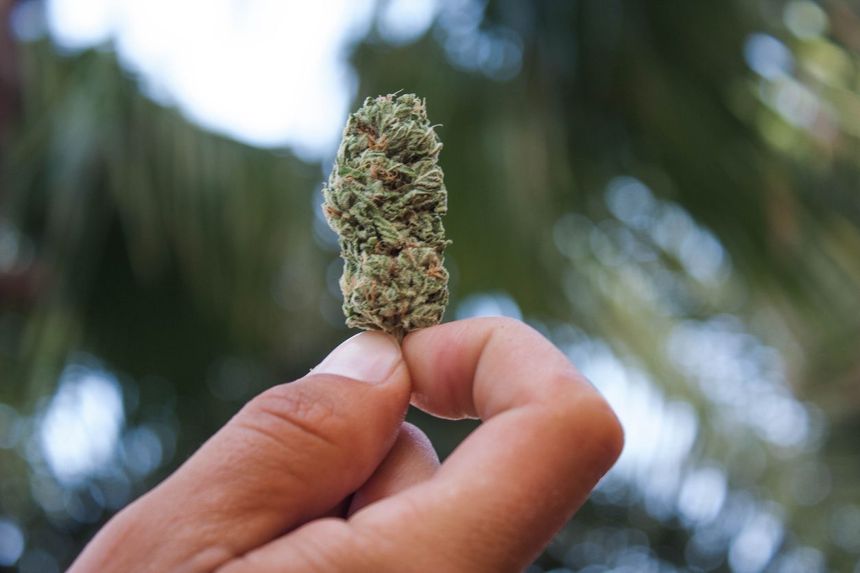 What consumers can expect from their first experience with cannabis