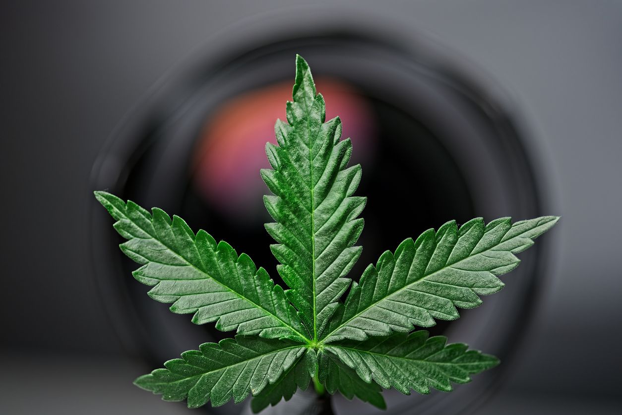 What you should if youre interested in cannabis plant photography