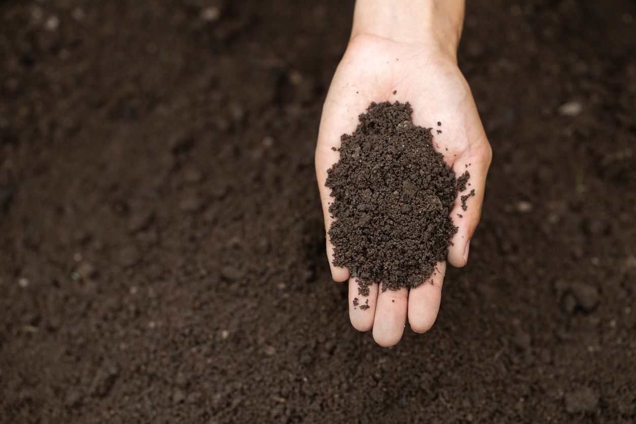 Why living soil is the best growing medium for cannabis