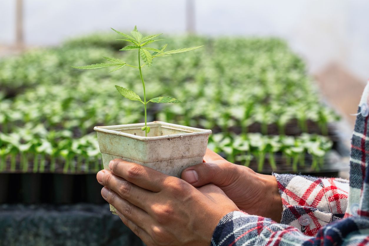 Why people are an essential element of cannabis cultivation