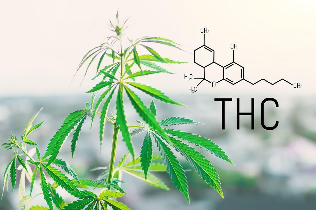 Why so many cannabis users seek out high THC products