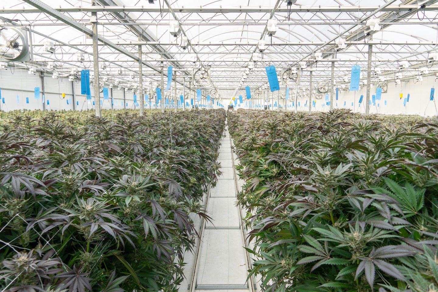 Why Southwestern Ontario is the best for Greenhouse growing