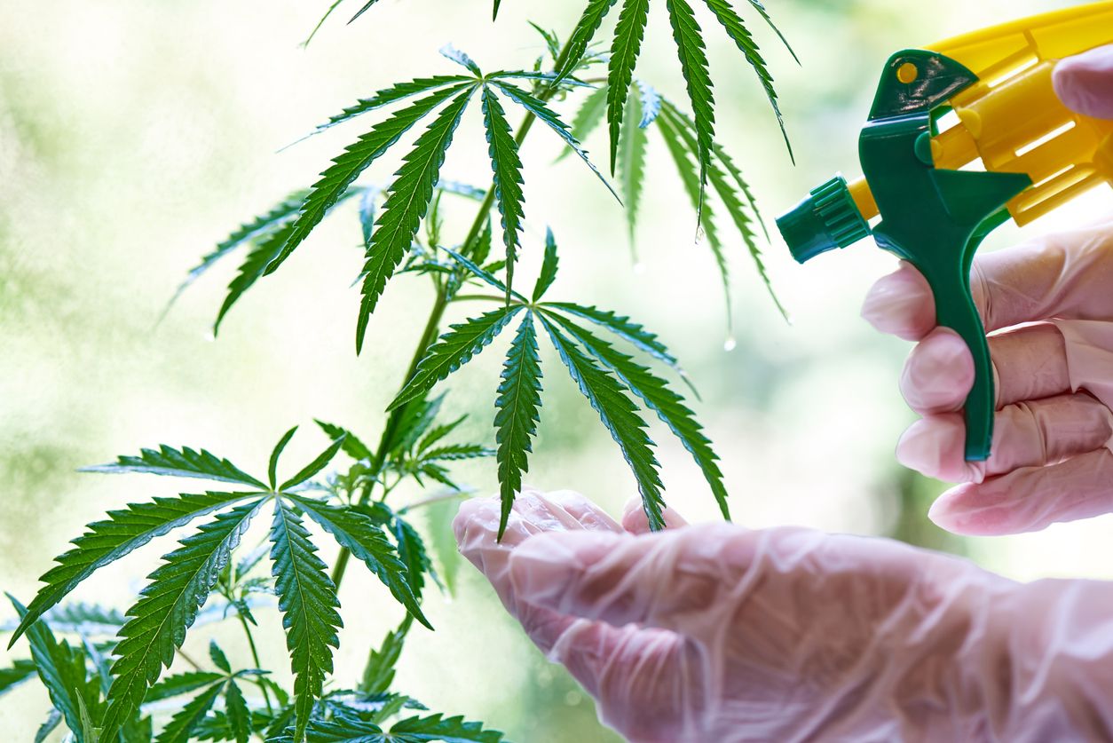 Why you should avoid using pesticides on or near cannabis plants