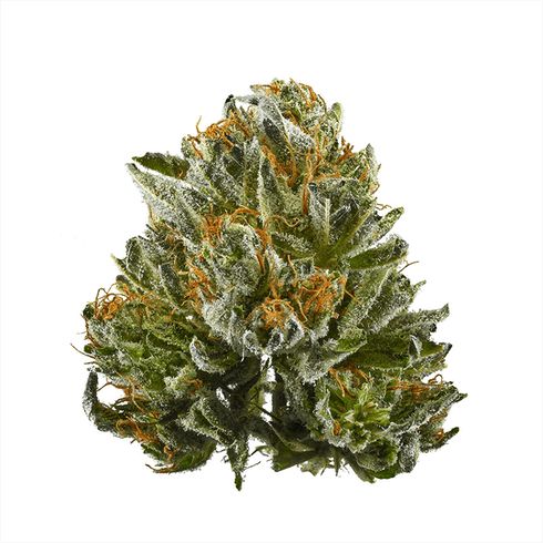 feature image  $85 Half Ounce: Strawberry OG
