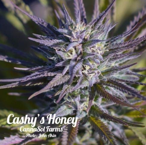feature image Cashy's Honey by CannaSol