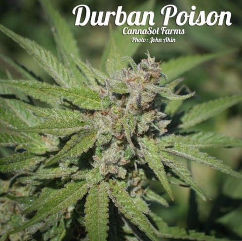 feature image Durban Poison by CannaSol