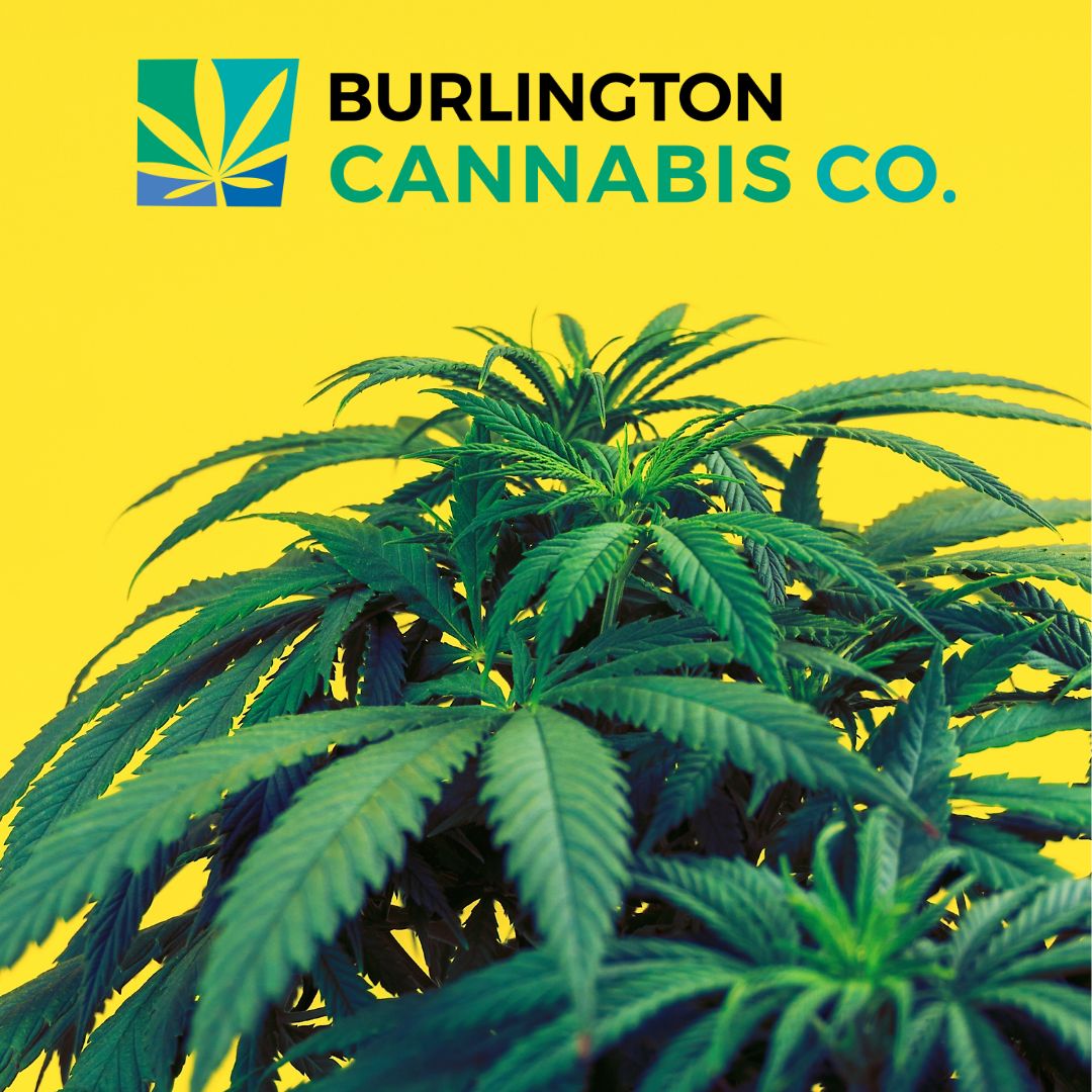 store photos Burlington Cannabis Co.