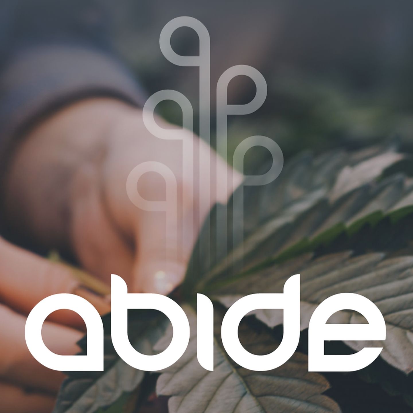image feature Abide - Napa