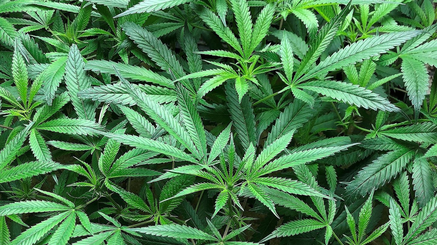 image feature Choice Cannabis - Port Townsend