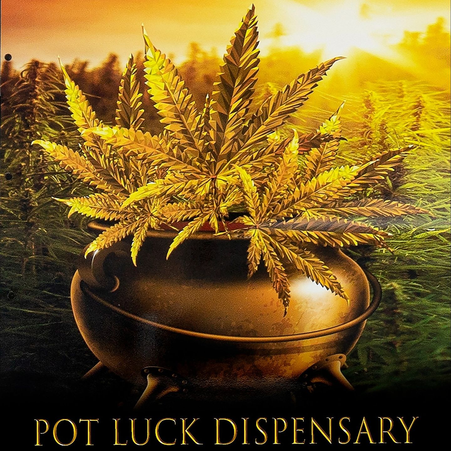 image feature Pot Luck Dispensary