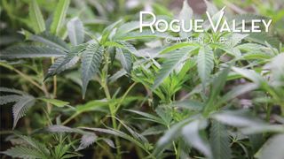 image feature Rogue Valley Cannabis - Ashland