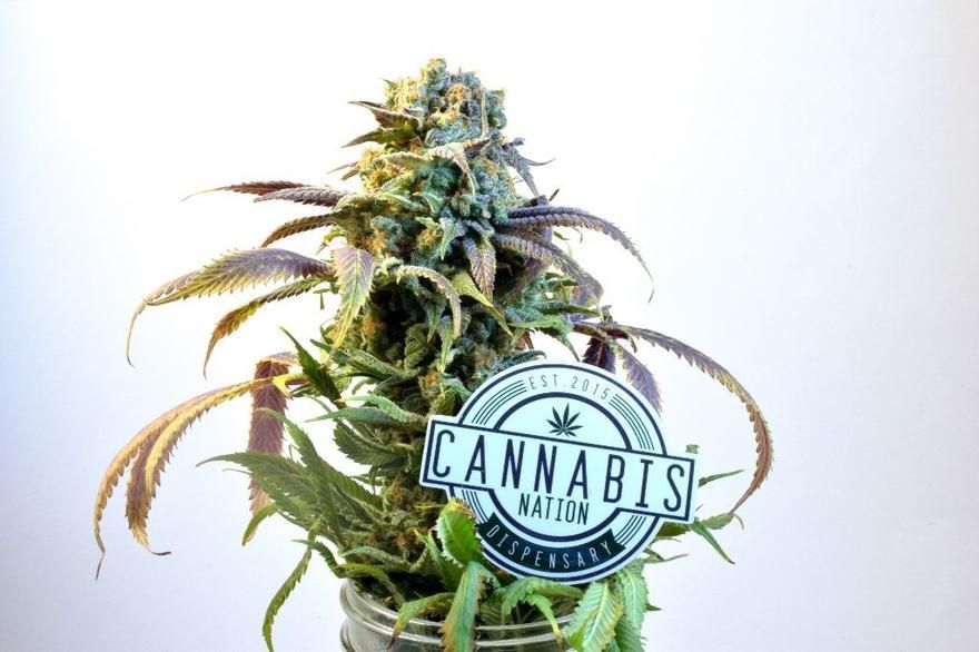 store photos Cannabis Nation Beaverton (Blooming Deals) 13
