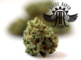 store photos Floyd's Cannabis Co. - Sedro-Woolley