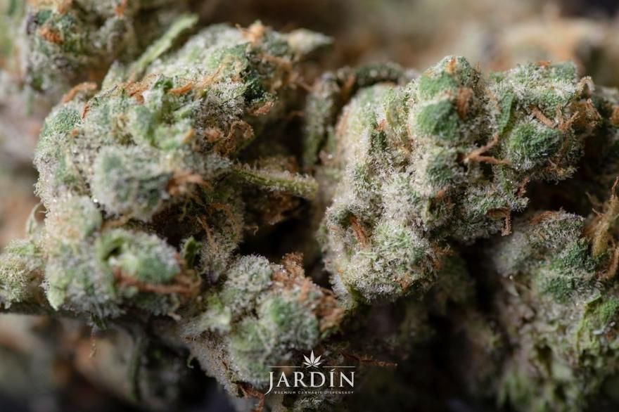 store photos Jardin Premium Cannabis Dispensary 5