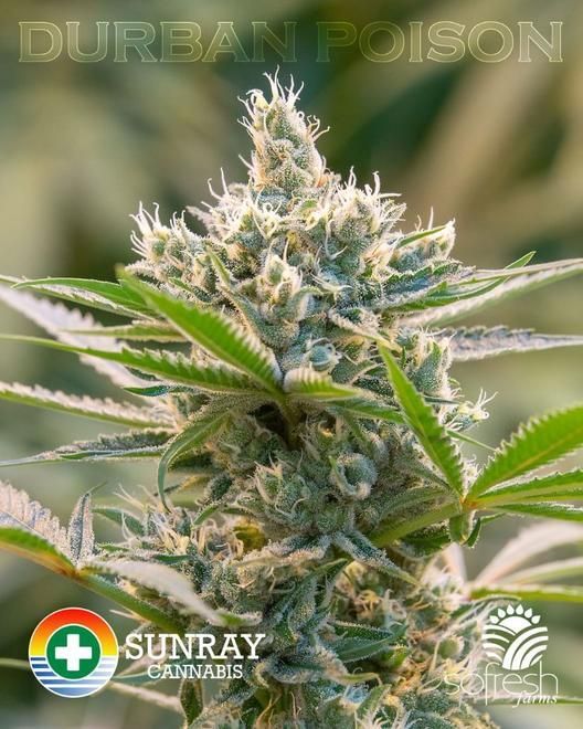 store photos Sunray Cannabis 6