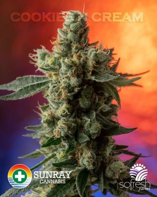 store photos Sunray Cannabis 7