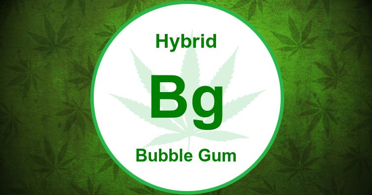 bubble gum strain vs bubble gum xl