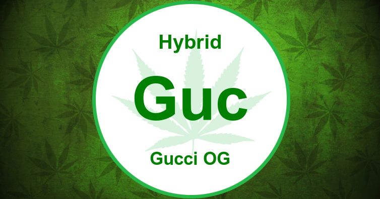 Gucci OG Strain | Cannabis Wiki