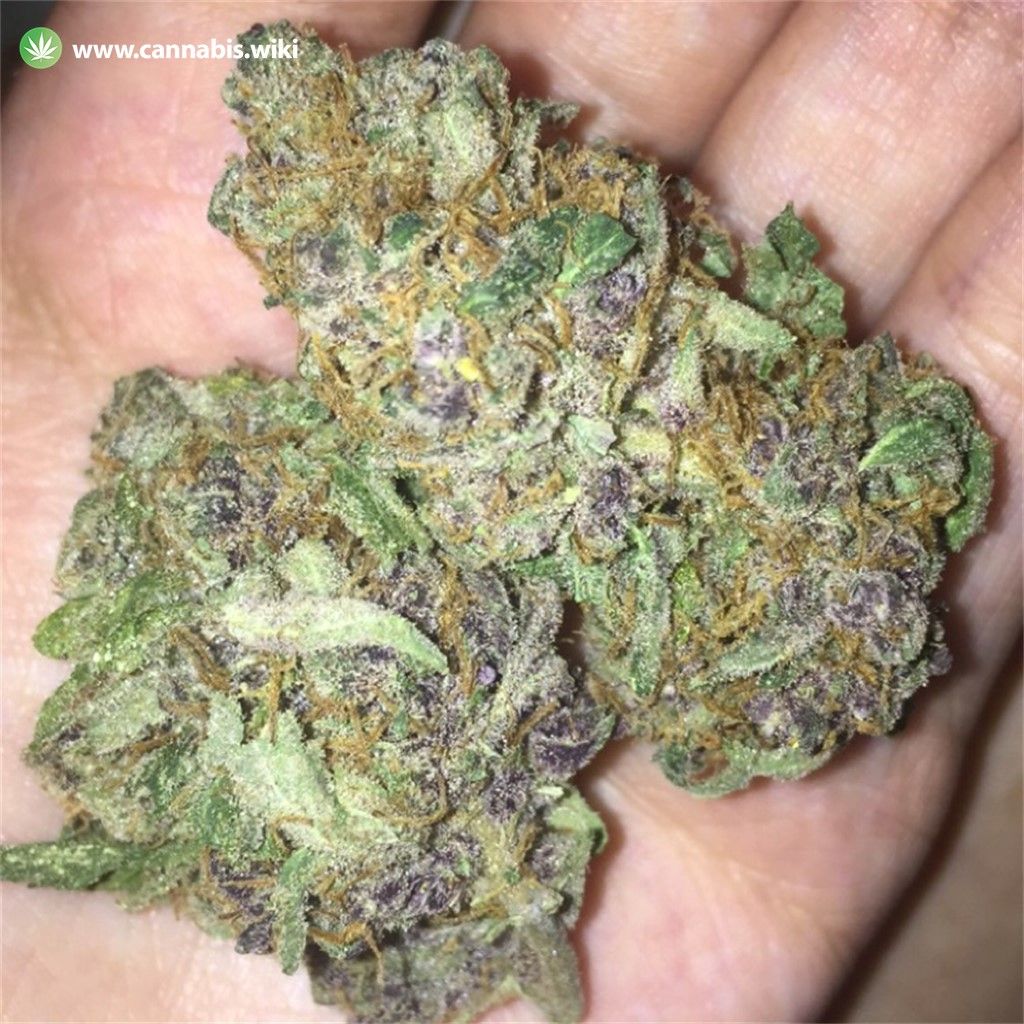 Download Purple Sour Diesel Strain Cannabis Wiki