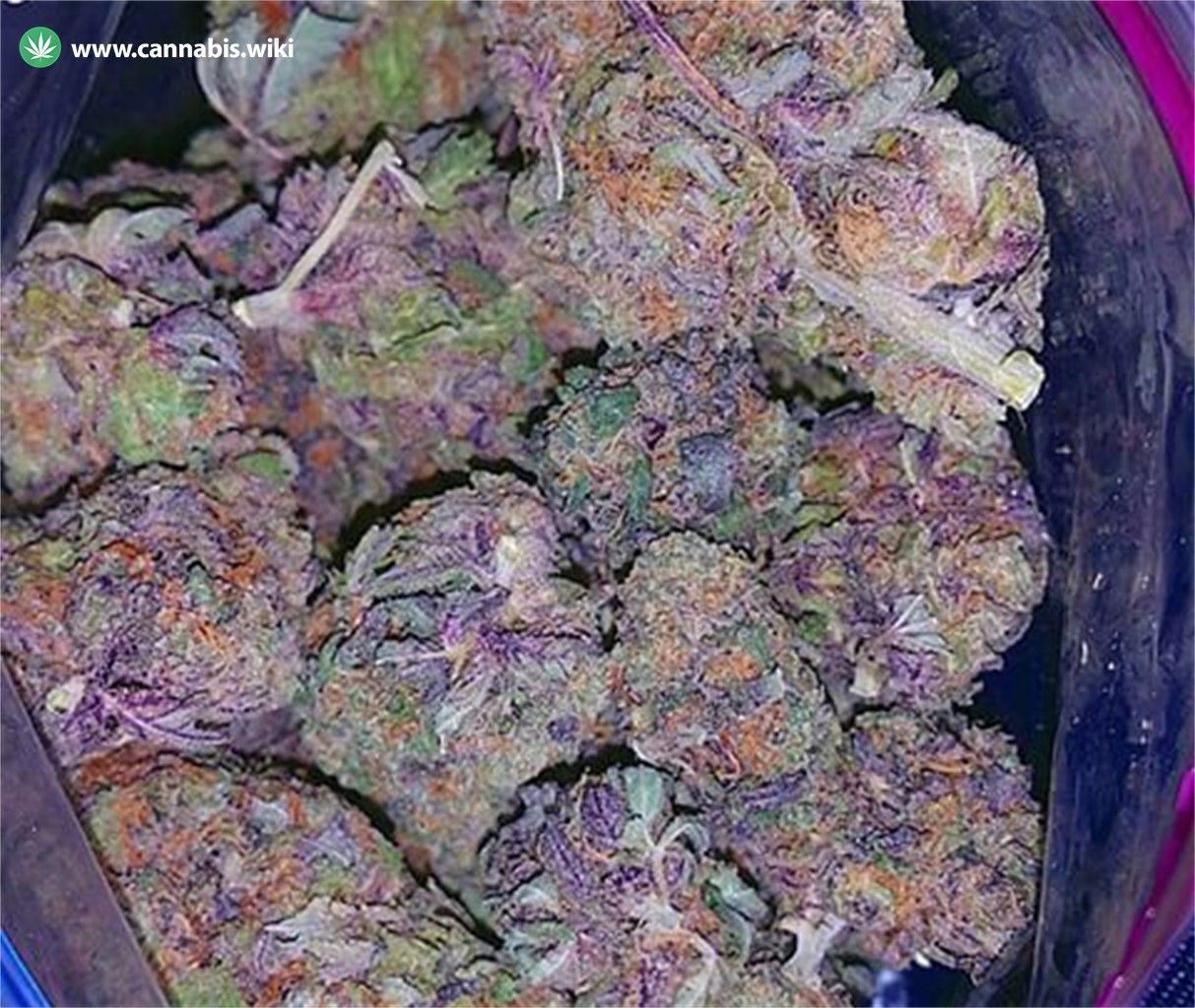 Ice Cream Cake Strain Online in Canada - Free Gift Top Quality Cannabis -  WeedSmart