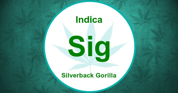 gorilla silverback strain
