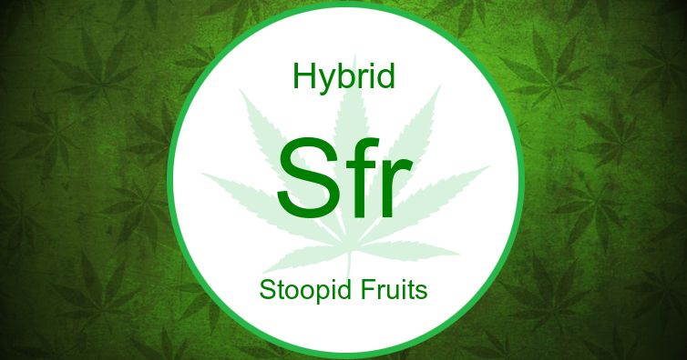 loopy fruit strain